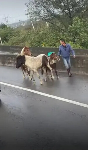 影/直擊！苗栗台61線「4匹馬逆向爽衝」 跑比車快駕駛嚇歪