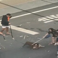影/屏東比特犬害命最新！ 飼主反控柴犬「是否先挑釁」
