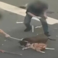 屏東柴犬遭比特犬咬死 飼主催淚送別：被欺負要快跑