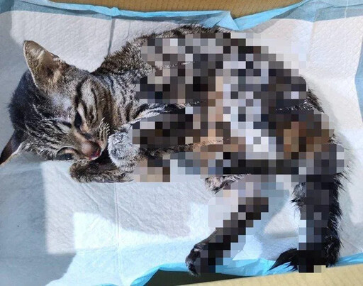不滿被分手！平鎮男虐女友愛貓藏天花板 釀1死1重傷