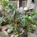 疼痛指數13級！新北翁雙眼遭鄰居挖出 高大成：可判死刑