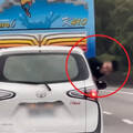 國道2猴行駛中「上半身探出、腳伸車外」 最重可罰5萬4