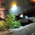 士林夜間驚魂！國光客運撞人行道路樹 乘客驚慌急報警