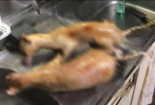 台中爆屠狗賣肉還有石虎!動保處送驗「證實是狗肉」
