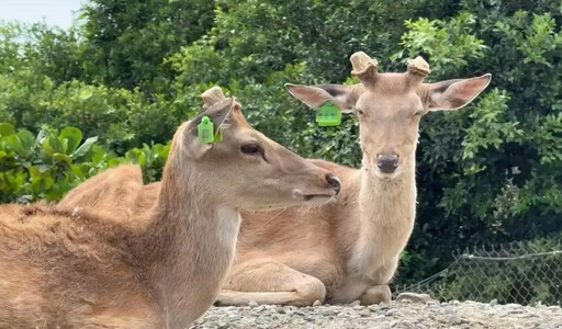 情侶墾丁國家公園撿到鹿角欲帶走 管理處:可罰3千元