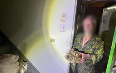 影/桃園偷象龜賊「廢墟宅」曝光！63歲翁思妻曾養164隻兔