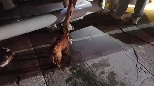 影/鐵達尼號之人狗情未了?高雄男為救跳海愛犬「You jump I Jump」