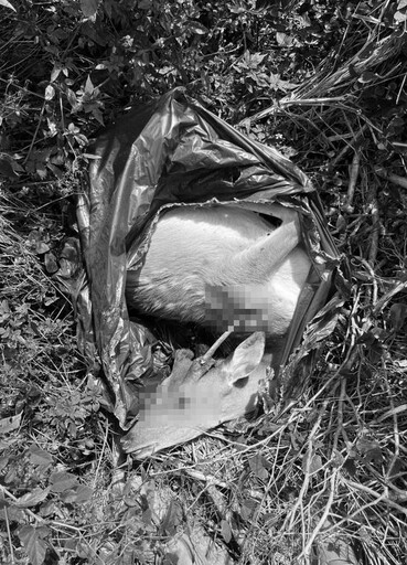 屏東梅花鹿遭槍斃!盜獵者「活體斬首」亂丟遺骸 屍臭瀰漫