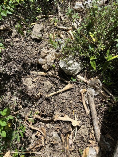 屏東梅花鹿遭槍斃!盜獵者「活體斬首」亂丟遺骸 屍臭瀰漫