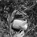 屏東梅花鹿遭槍斃！盜獵者「活體斬首」亂丟遺骸 屍臭瀰漫