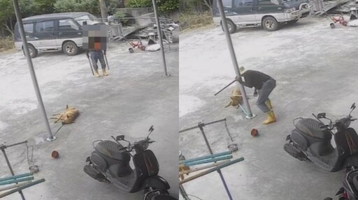 不滿狗踩西瓜園!男持棍亂棒狂揮小黃狗 心狠手辣畫面曝