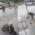 不滿狗踩西瓜園！男持棍亂棒狂揮小黃狗 心狠手辣畫面曝