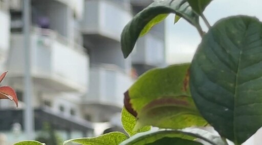 影/疑不滿被逼找工作!台南啃老男刺死父自首:我殺了爸爸