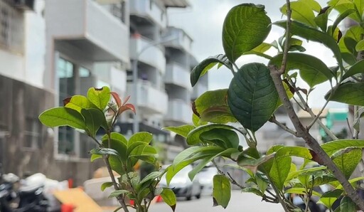 影/台南啃老男弒父!社會局協助行動不便母後續照顧