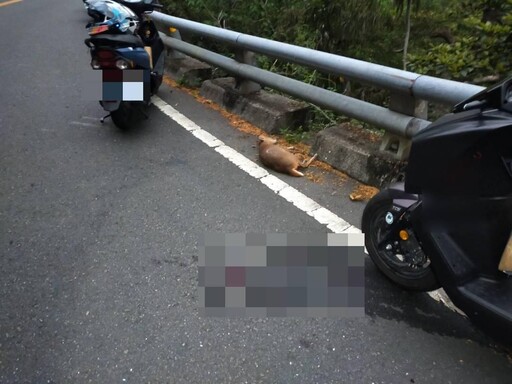 台9戊線山羌突竄出!台東騎士閃避不及猛撞 釀1死1傷