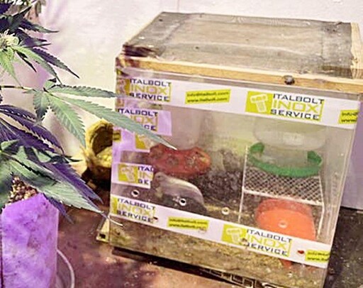 桃園警跨轄新北破1.6億大麻案!驚見毒販搞「有雞栽培」
