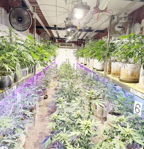 桃園警跨轄新北破1.6億大麻案!驚見毒販搞「有雞栽培」