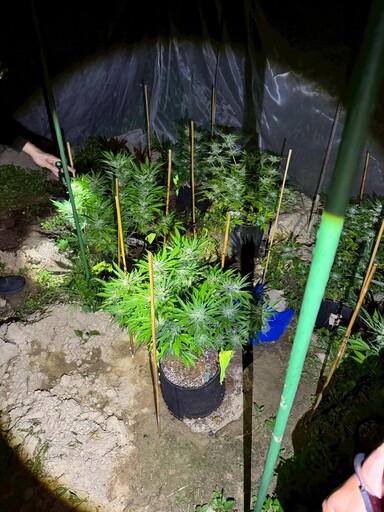 眼尖警臨檢一眼辨出大麻花!查獲嘉義縣市大麻種植場