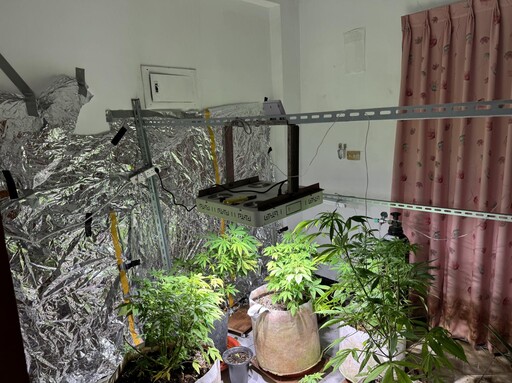 眼尖警臨檢一眼辨出大麻花!查獲嘉義縣市大麻種植場