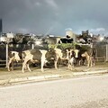 桃園驚見6乳牛夜遊！警扮「牧童」引返牧場 飼主將被罰