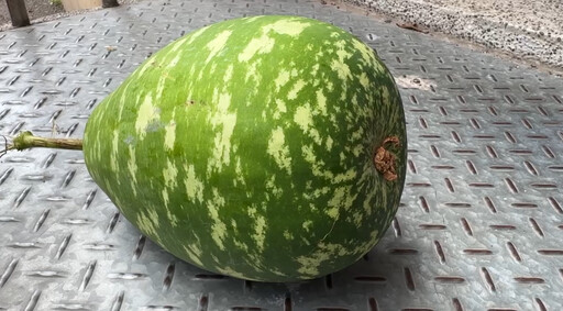 影/驚險一瞬!台中騎士等紅燈「天降大瓠瓜」頭險遭砸畫面曝