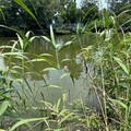 24天2人送命慘變「身亡熱點」！台南巴克禮公園又有浮屍