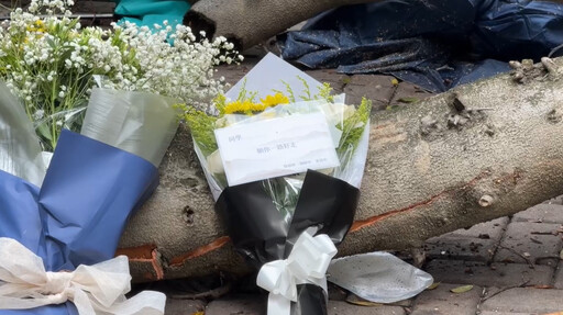 逢甲榕樹壓死23歲碩士男 同學擺鮮花哀悼:一路好走