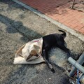 菁寮老街又爆毒狗！柴犬散步倒地吐白沫 10分鐘內沒命
