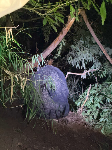 影/27人急救援!雪霸黑熊受困套索 左前掌壞死需手術