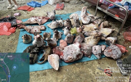 盜獵集團倉庫藏身頭份山區 起獲800公斤野生動物屍體