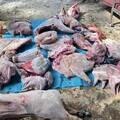 盜獵集團倉庫藏身頭份山區 起獲800公斤野生動物屍體