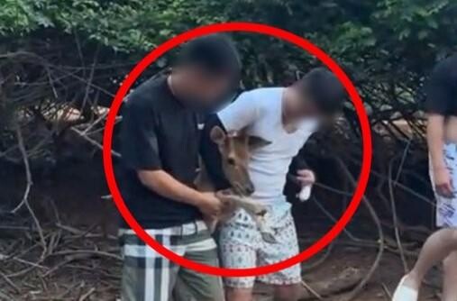 小鹿遭「+9猴」鎖喉拍照! 網友氣炸:違法了吧