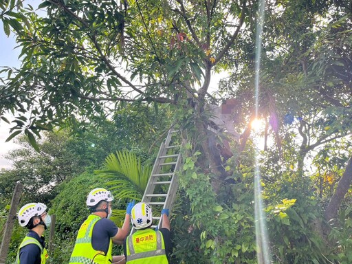 台中73歲翁採芒果踩空卡樹幹 「僵住1小時」鄰人急報警