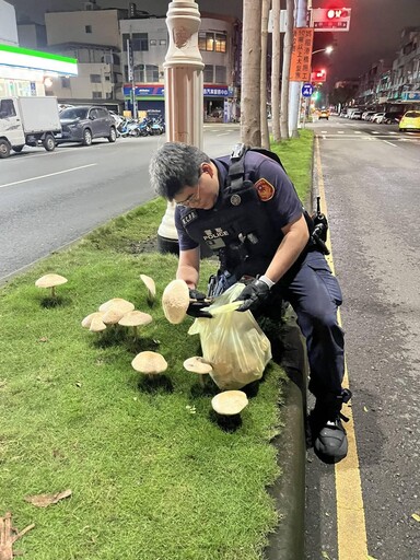 高雄分隔島長大香菇！怕民眾誤摘食用 暖警主動摘除