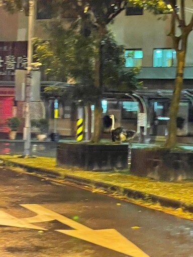 影/抓到了！宜蘭颱風夜鴕鳥狂奔5公里 警圍捕成功開罰飼主