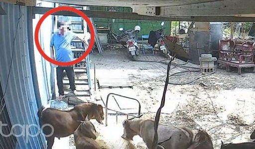 影/畫面曝光!彰化秀水120隻母羊慘遭毒死 兇手疑為地主