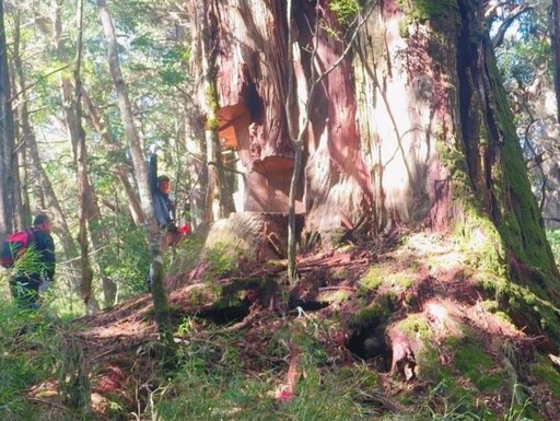南投「馬海濮富士山」遭盜伐 砍樹賊竟是越南山老鼠