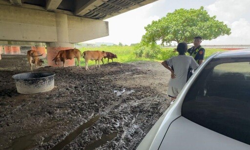 影/南瓜牛車變回?潮州大橋驚見「藍寶堅尼」 駕駛被迫停下