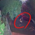台中狂男草莓園遭捅5刀斷魂！ 菲籍嫌犯行兇前「正在約會」