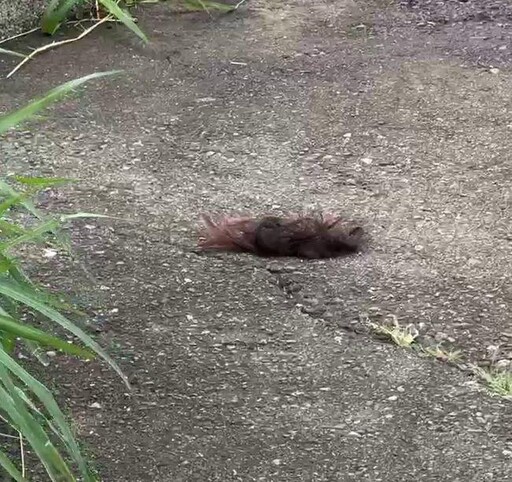 影/沙鹿女大生命案！「粉色秀髮」被砍落大把墜地惹悲