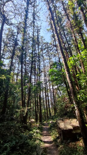 八仙山步道驚傳意外！移民署隊長命危 摸黑搶救中