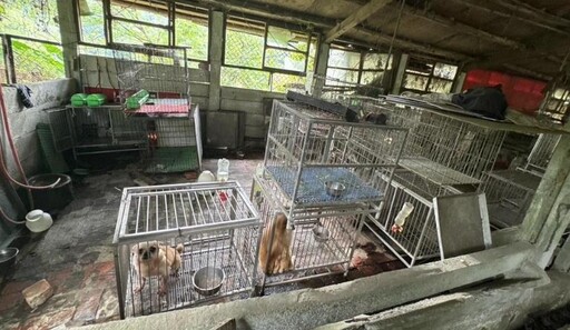 桃園大溪舊豬舍淪非法狗場 37隻品種毛孩獲救
