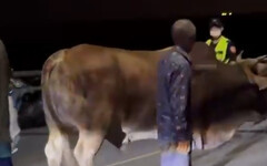 影/殘忍！南投75歲翁貨車強拖黃牛「滿地血」 最高罰7.5萬