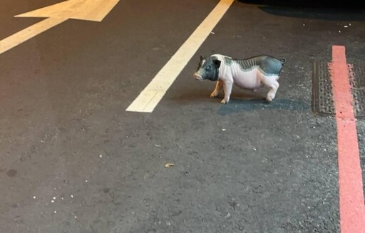 影/台中寵物豬半夜逃家 女飼主找回慌喊:怕變烤小豬