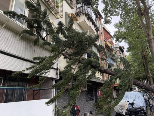 鳳凰陸警發布！北市也有災情了「大樹砸房」