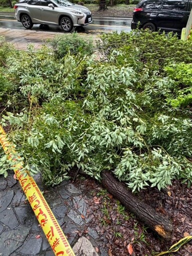 影/鳳凰颱風釀災！北市路樹連倒2棵 壓毀轎車畫面曝