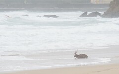鳳凰將登陸！墾丁驚傳「受災首例」 梅花鹿遭狗咬急跳海