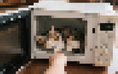 小貓何辜？高雄變態男微波爐虐貓PO網 被逮孬稱「帳號被盜用」