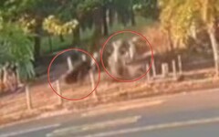 影/完全沒煞！墾丁20歲男「噴飛人行道」搶救3天不治