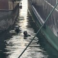 快訊／找到了！高雄港落海失聯漁工命大 拼命游回岸邊被救起